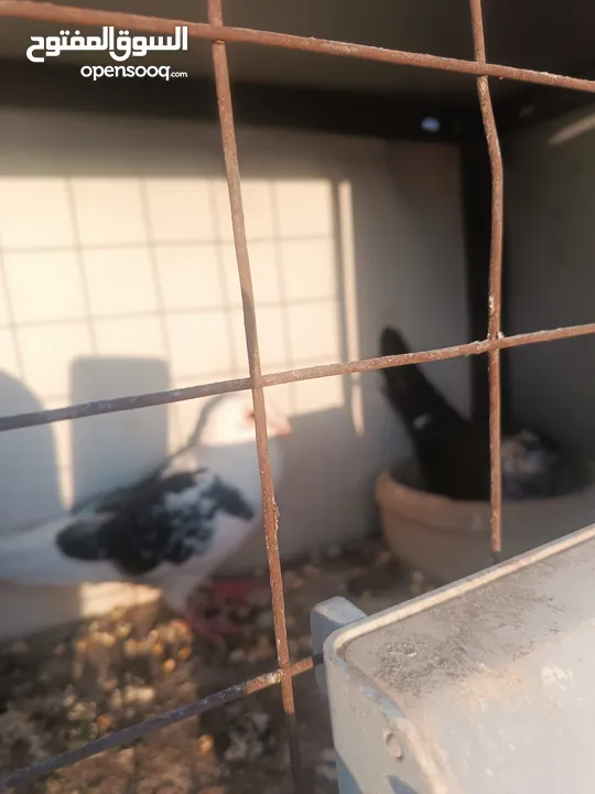 حمام مشكل زوجل مكتيف بلجكه جوز حمام انواع