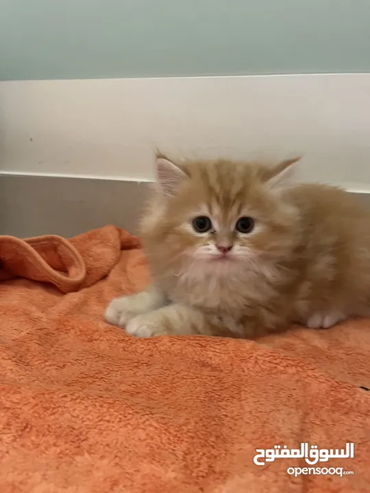 Kitten for Adoption - 2 Months - British Long Hair and Himalayan Cross