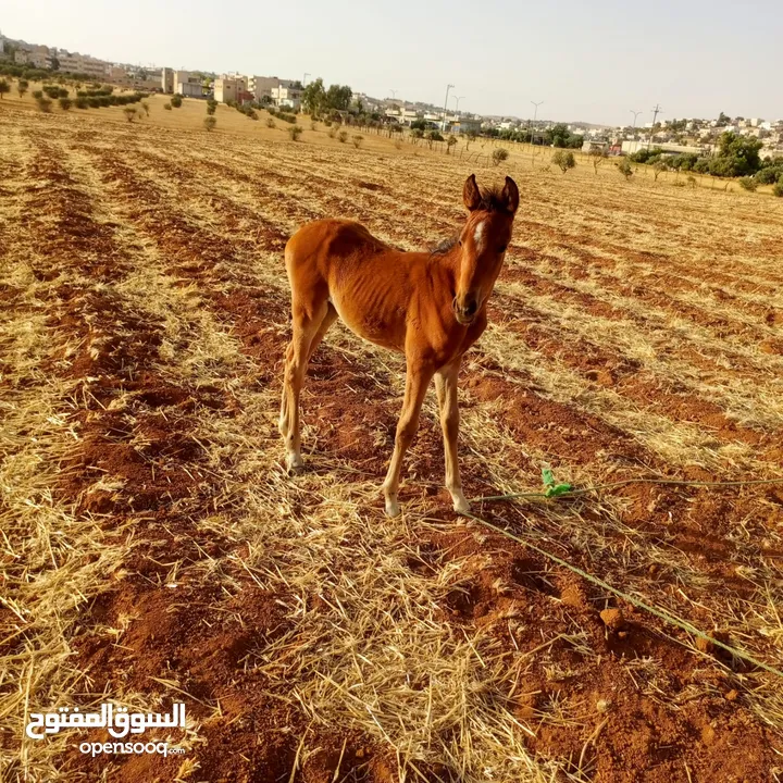 فرس مع بنتها وعشار