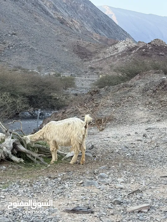 للبيع صخله جامودية بصحة ممتازه