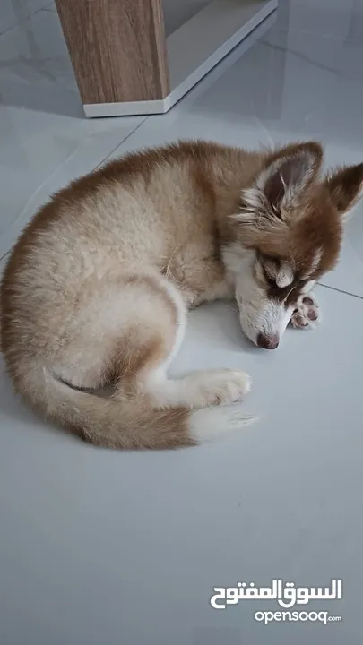 Siberian Huskies puppy