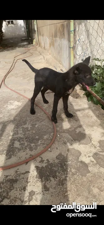 بالجم مالينو بلاك صحة جيدة جداً ذكي جداً  نشيط