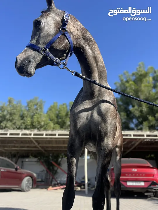 خيل عربي خصي ابن الرشيم