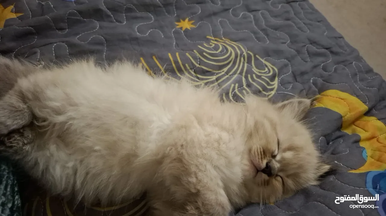 kitten for selling Himalayan mix