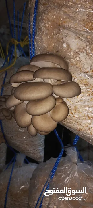 فطر محاري بلدي