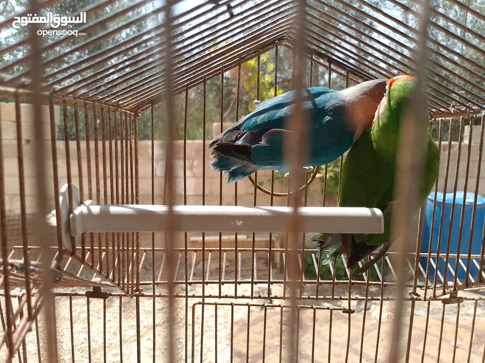 طيور مشكله شغاله للبيع اقرا الوصف