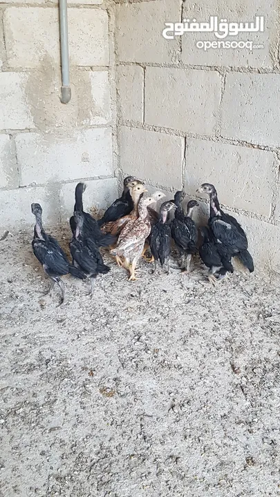 دجاج بكستاني