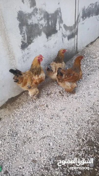 موجود 3جاجات و4ديوك براها في سحاب شغالات