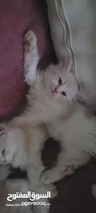 Kitten Shirazi and Turkish Angora, two and a half months old كتنز شيرازي وانجورا  العمر شهرين ونص