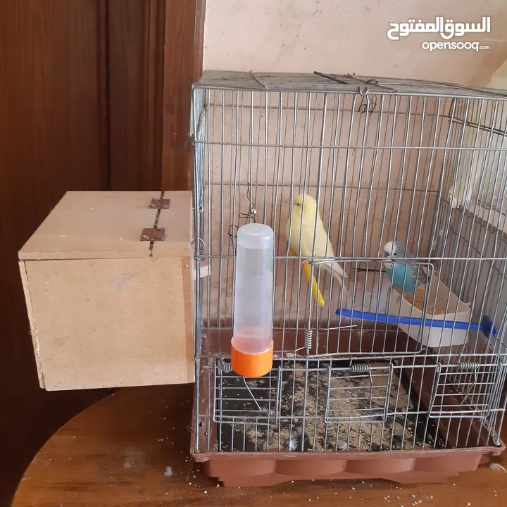 طيور حب للبيع سعر الجوز 15دينار مع قفص والمعالفه وبياضاه . طيور حب انجليزي