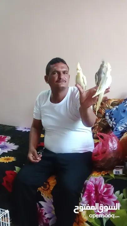 كوكاتيل اليفين جداا