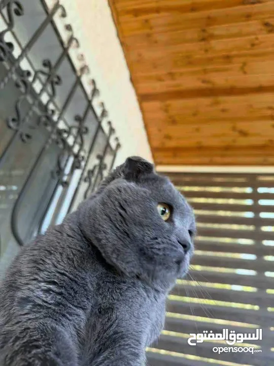 قط Scottish Fold للبيع بسعر مميز