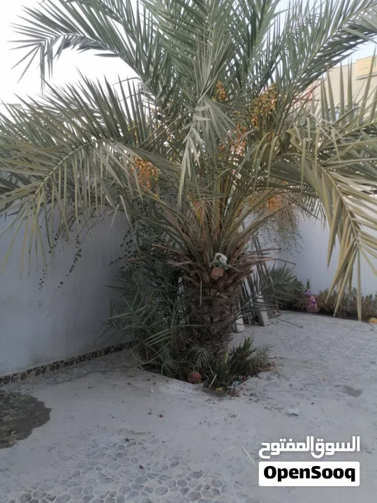 لتنظيف النخيل والواشنتونيا والاهتمام بالحدائق والثمار بكافه انواعها