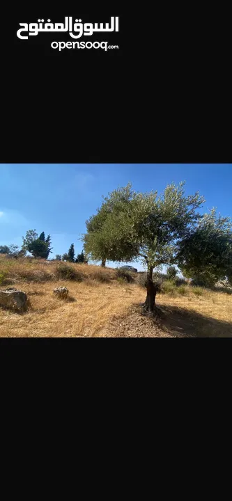قطعت ارض في أم جوزه دنم و 23 متر (قابل  للتفاوض)موقع رائع الحجر مستورد من نابلس و انبا في 1950