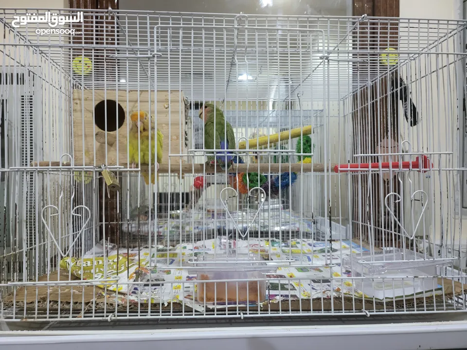 بيع الأثاث ومستلزمات الأطفال وإكسسوارات الحيوانات الأليفة وأقفاص الطيور  birds cages baby   items