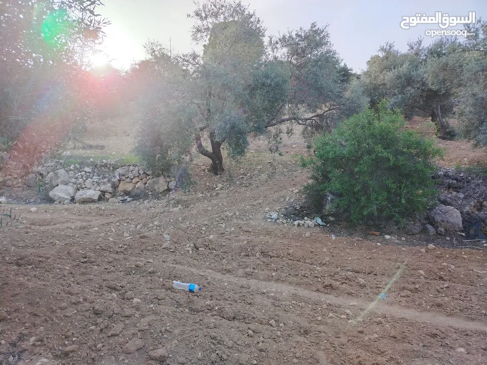 مزرعة زيتون ملوكية اطلالة ع الغرب و جبال فلسطين ع ثلاث شوراع قرب شارع الستين ثغرة السلطان