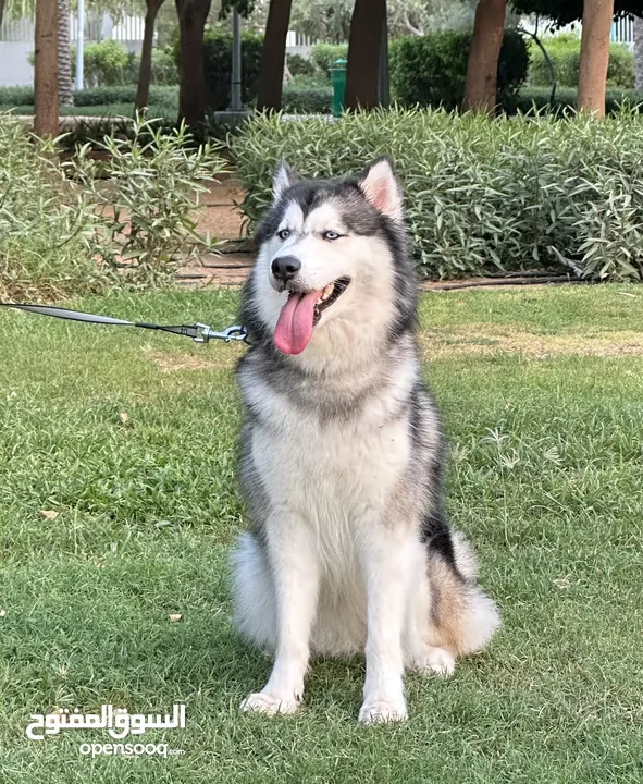 Free adoption 3 year-old husky