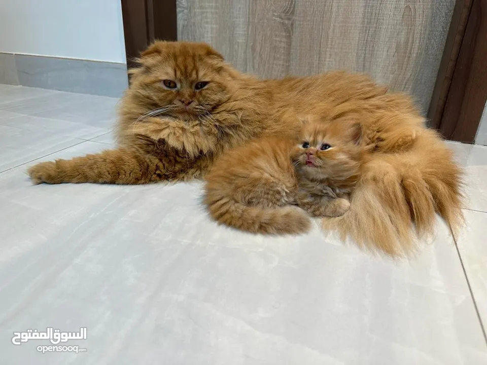 Exotic Scottish Fold Chinchilla