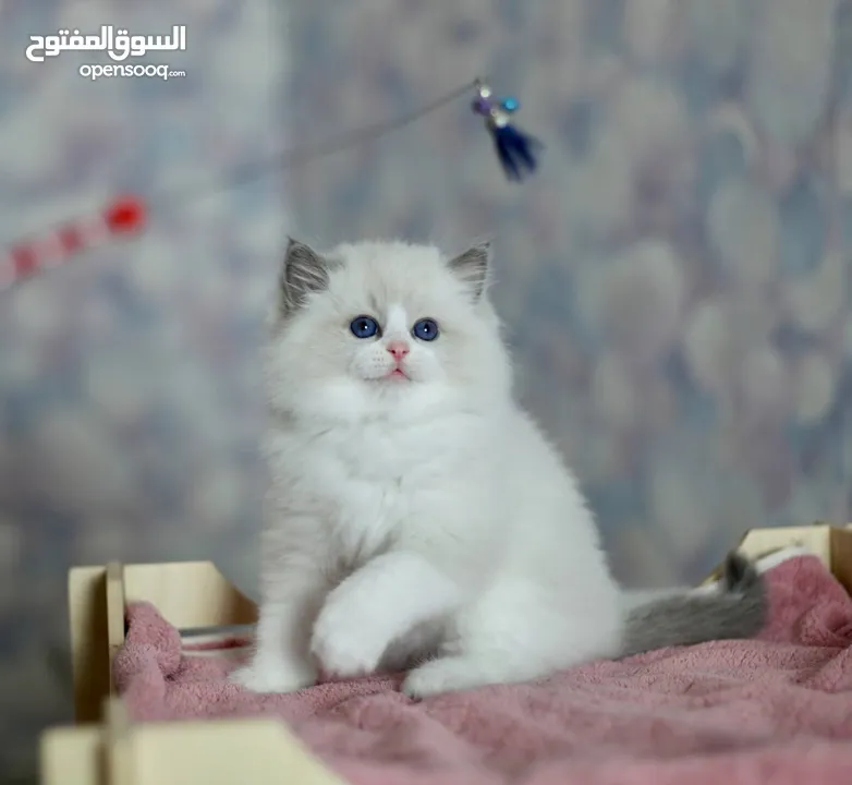 Ragdoll kittens for adoption. Pure breed males and females. Organic coloured eyes.