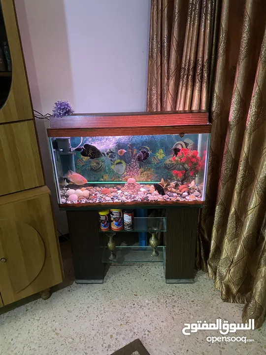 حوض سمك اوسكر كامل اغراضو للبيع