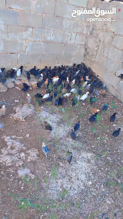 صوص بلدي ما شاء الله تبارك الرحمن البزره الاصليه عمر شهر