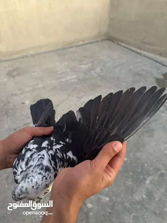 تنظيف سطح جوزين بسعر حرق