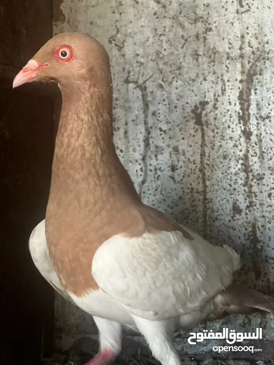 حمام مشكل أجنبي وبلدي بسعر حرق