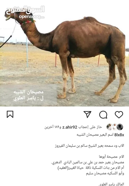 بكره تحت امها للبيع