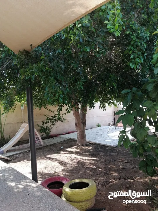 بيت مزرعة (ترخيص سكن) مزروعة شجر مثمر مع بير في منطقة الاغوار الوسطى ظهرة الرمل