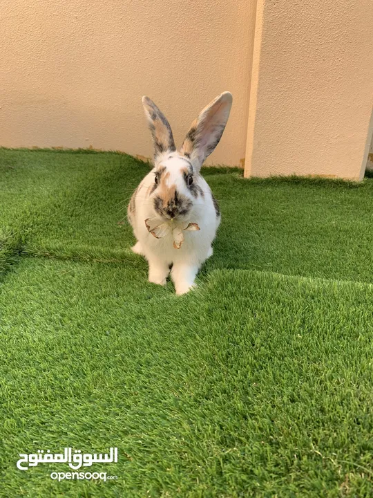 2 year old bunny named Roman