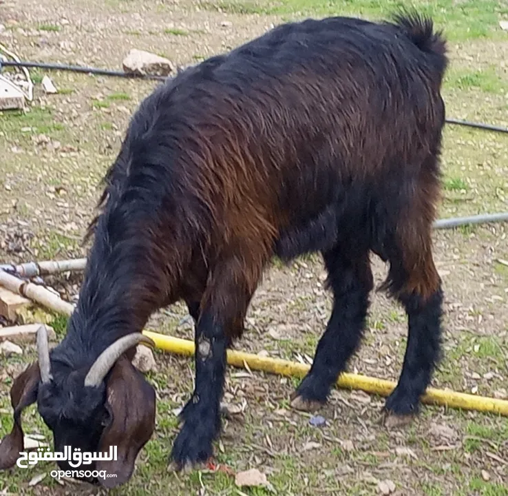 ثنيه  كل جال حبه معها جدي عمر شهر ونص