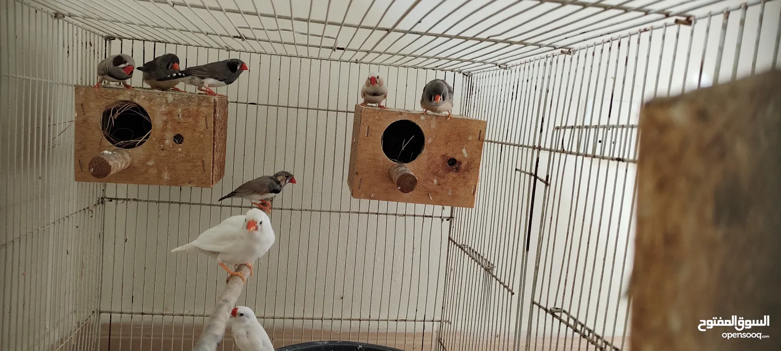 zebra finches+white finches