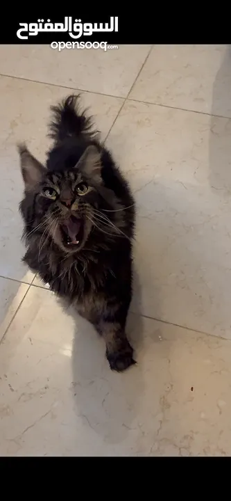 Maine COON / Male - black and brown rare ماين كون نادر
