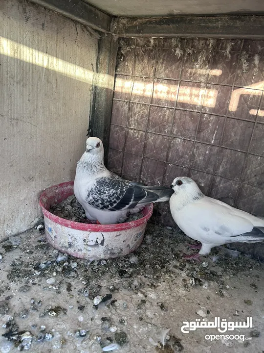 جواز للبيع سعر طري