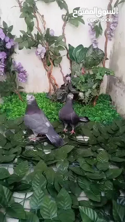 جواز حمام شغالات نخب للبيع