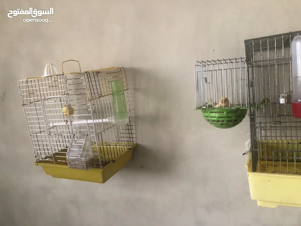 كناري للبيع