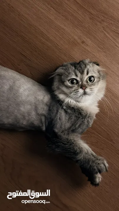 قطط سكوتش فولد  Scottish fold