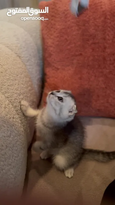 Scottish Fold Kitten