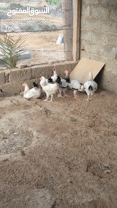 دجاج للبيع شوف الوصف.