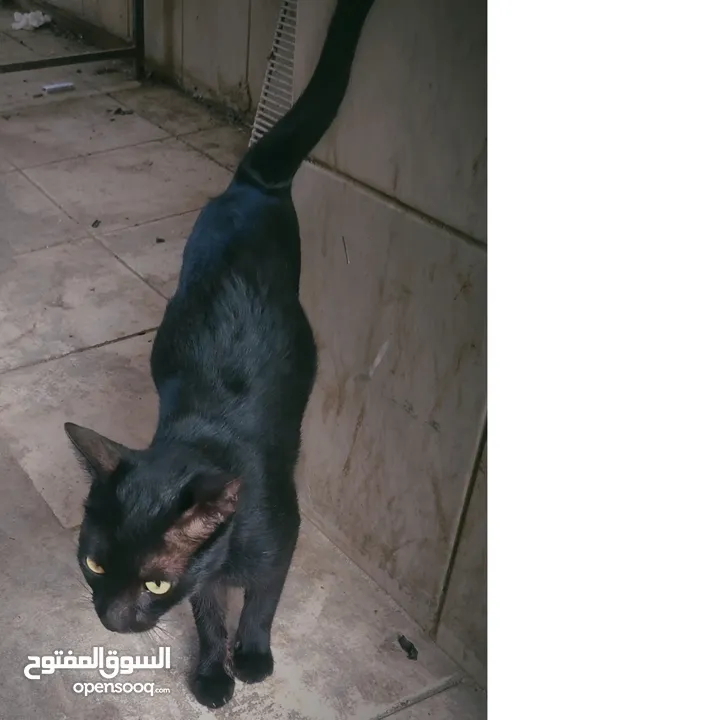 this is a beautiful black cat 5 month age only