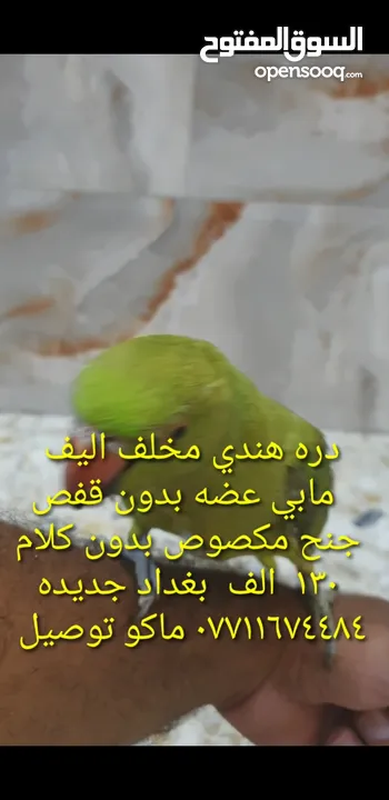 اليف  دره هندي