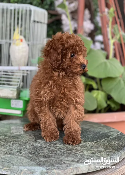 Toy Poodle - Tea Cup  ( puppy ) - Female