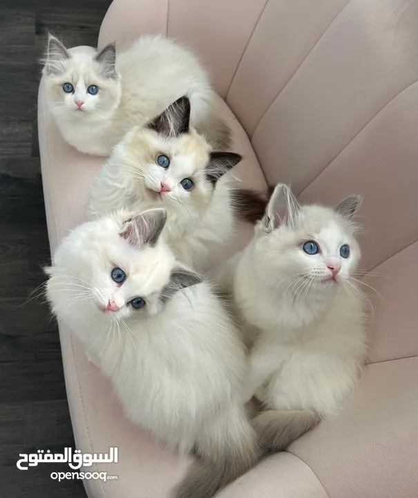 Ragdoll kittens