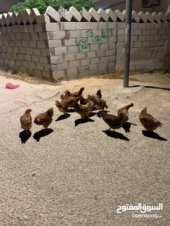 12 جاجه هنديه للبيع جاجات نخب للبيع