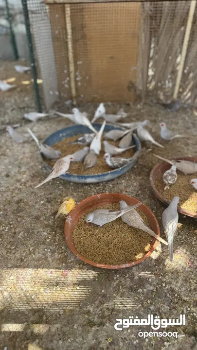 Dove bird pigeon دوف مكس للمهتمين للتربية منتج