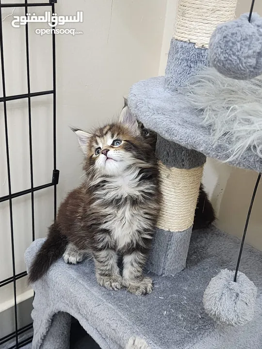 Main coon kittens