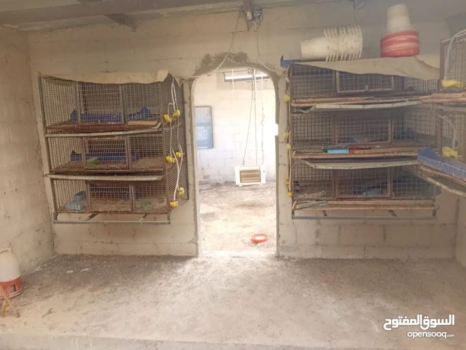 بياضات دجاج ومعالف ومشارب  واقفاص طابقين  للفري وطباق  بيض فري للفقاسات ايطالي للبيع بحاله ممتازه