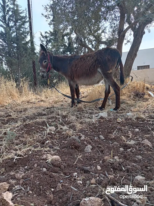 حمارة للبيع