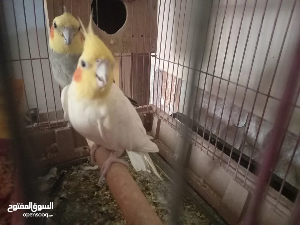 كوكتيل اليف