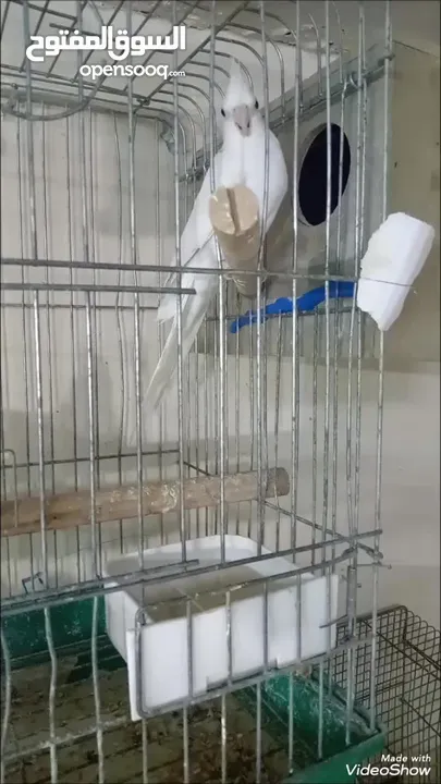 جوز البينو ابو فراخ وفحل وايت ابو فراخ